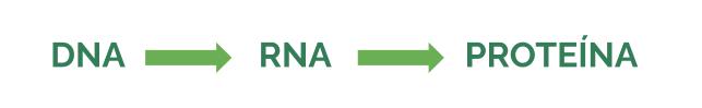Desenho, está escrito DNA em seguida há uma seta em direção à palavra RNA e novamente uma seta em direção à palavra Proteína